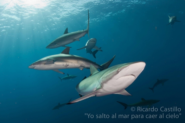 Tiburones toro